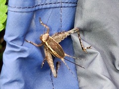 Lebinthus lanyuensis