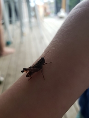 Phaulacridium vittatum