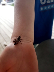 Phaulacridium vittatum