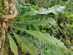 Niphidium crassifolium