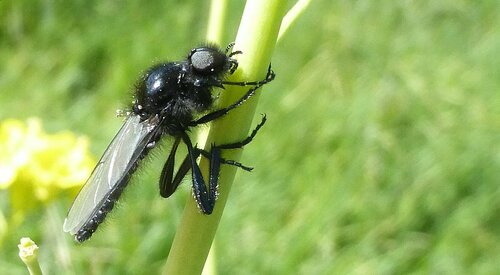 St Mark's fly