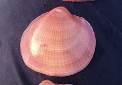 Glycymeris nummaria