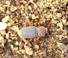 Apsena pubescens