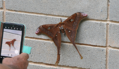 Coscinocera hercules