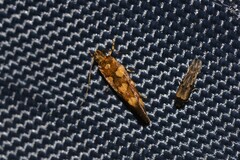 Macrobathra chrysospila