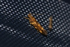 Macrobathra chrysospila