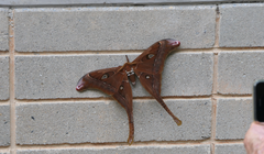 Coscinocera hercules