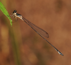 Drepanosticta rufostigma