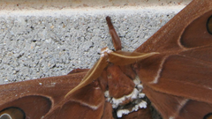 Coscinocera hercules