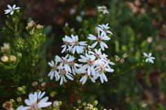 Olearia passerinoides