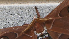 Coscinocera hercules