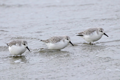 Calidris alba