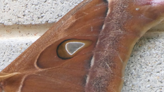 Coscinocera hercules