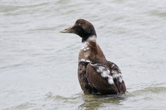 Somateria mollissima