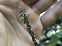 Achyranthes
