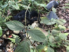 Achyranthes