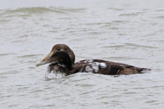 Somateria mollissima