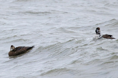 Somateria mollissima