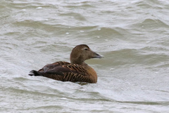 Somateria mollissima