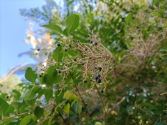 Ligustrum sinense