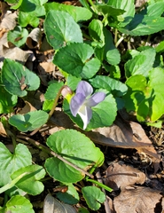 Viola sororia