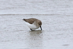 Calidris alpina