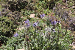 Aster bietii