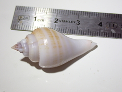 Strombidae
