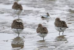 Calidris alpina