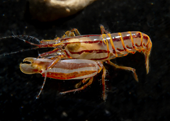 Synalpheus stimpsonii