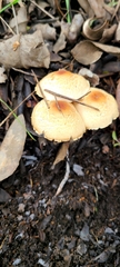 Agrocybe pediades