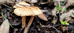 Agrocybe pediades