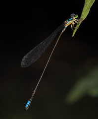 Stenagrion dubium