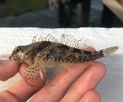 Artedius harringtoni