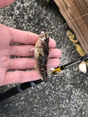 Artedius harringtoni