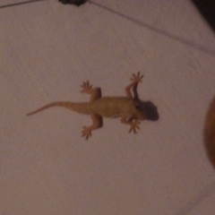 Hemidactylus flaviviridis