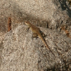 Laudakia tuberculata