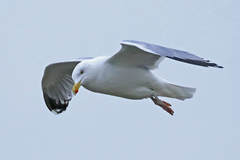 Larus argentatus
