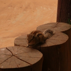 Funambulus pennantii