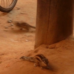 Funambulus pennantii