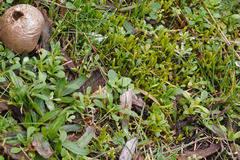 Veronica arvensis
