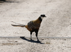 Syrmaticus reevesii