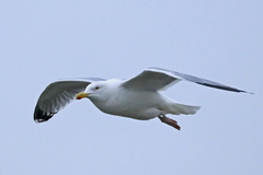 Larus argentatus