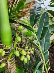 Areca catechu