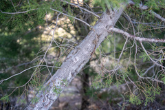 Cupressus forbesii