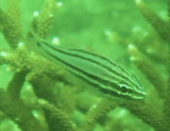 Ostorhinchus limenus