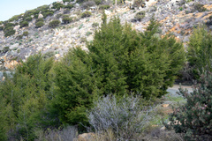Cupressus forbesii