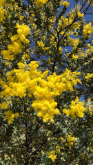 Acacia podalyriifolia