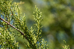 Cupressus forbesii