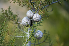 Cupressus forbesii